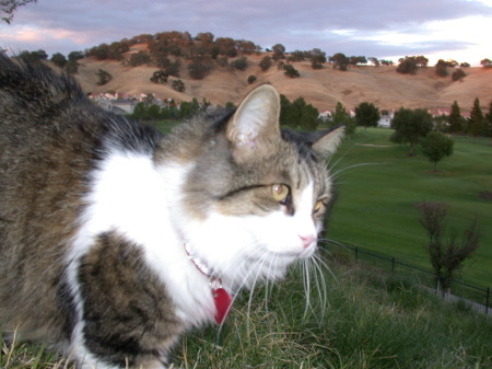 Pugsley looking out our backyard view