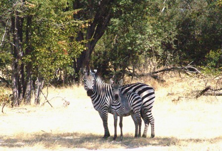 Mom & baby Zebra of Africa