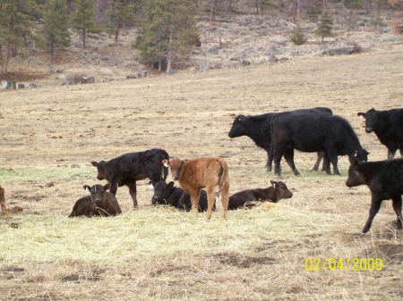 Spring calving 2009