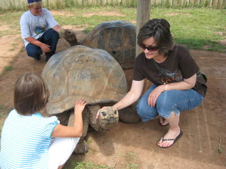 Giant Tortise