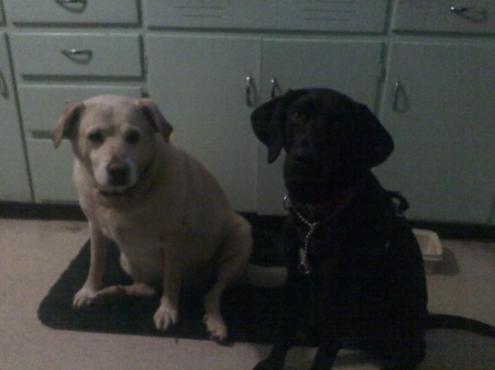 My dogs