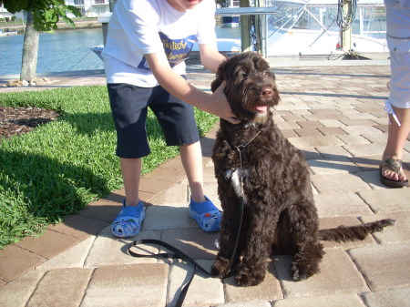 My Portuguese Water Dog Kadde