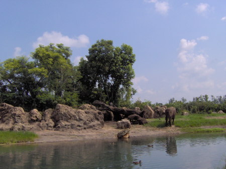 Animal Kingdom_017