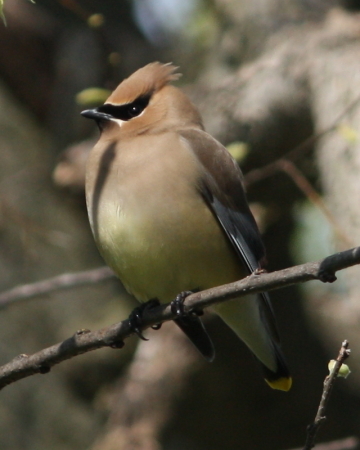 Cedar Waxwing