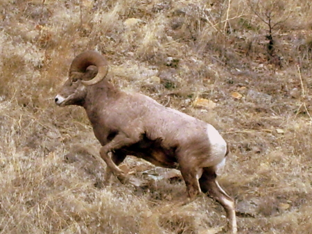 Ram in the West Fork