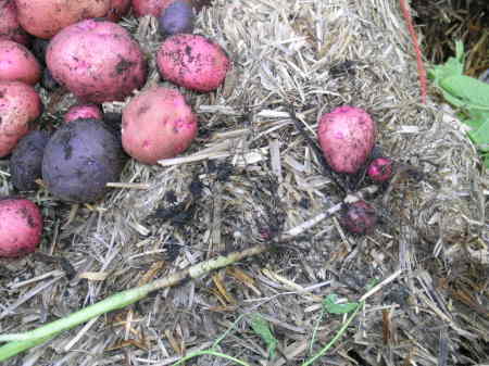 first Rose Gold & All Blue potatoes