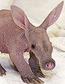 aardvark_2