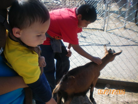 petting zoo