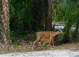 Deer shot in our yard