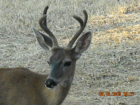 Backyard Buck