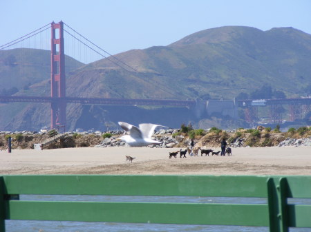 Golden Gate Bridge spring break 09