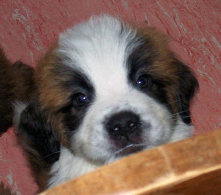 Saint Bernard puppies