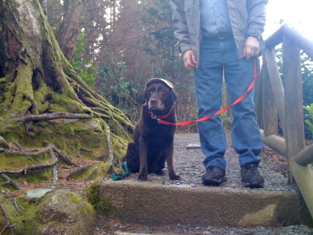 Meet Sable, our chocolate brown labrador!