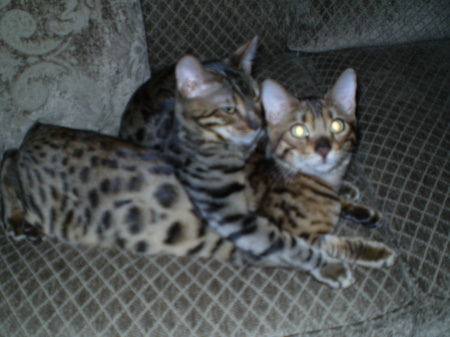 My Cats