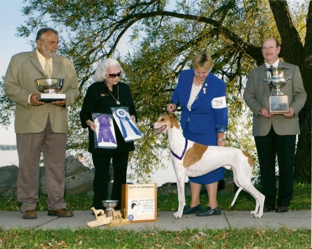 Nora at Greyhound Club of America Eastern Spec