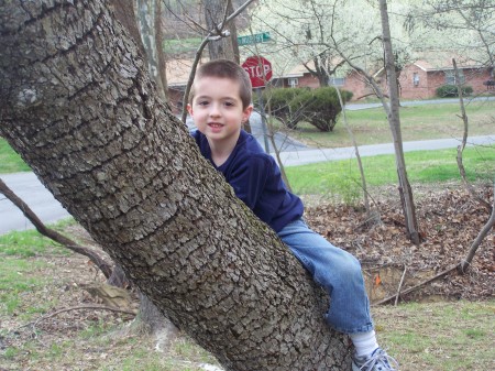 The Tree Climber - Connor