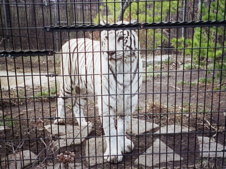 Taj, the sweetest tiger ever