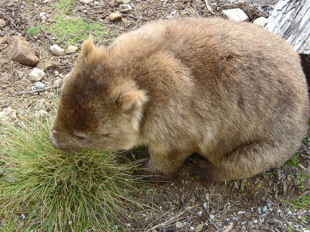 Wombat (Tasmania)