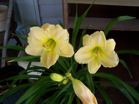 Day Lily