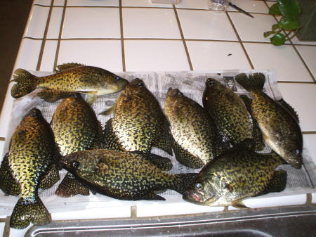 Crappie from Stockton,Ca