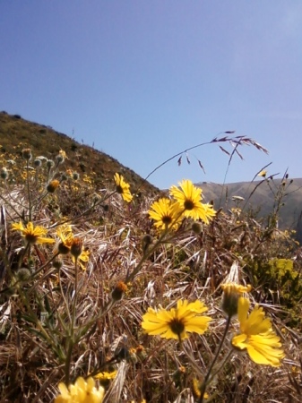 yellow wild flowers..gsp