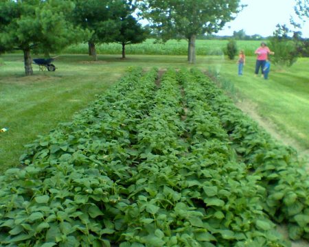 My green bean garden 2009