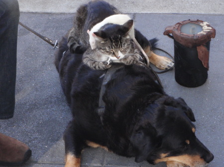 Rat, Cat and Dog, San Francisco
