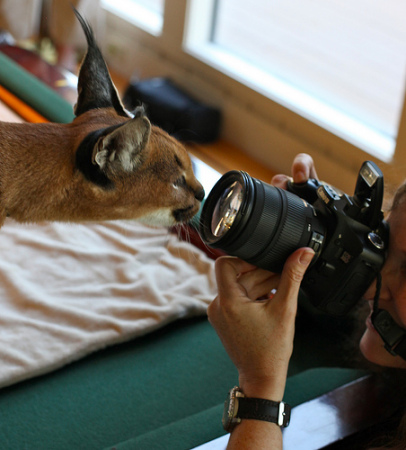 Me, photographing a wild cat from Africa