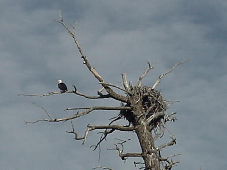 Bald Eagle Nest