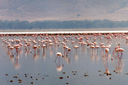 Flamingos (Lake Magadi, Tanzania)