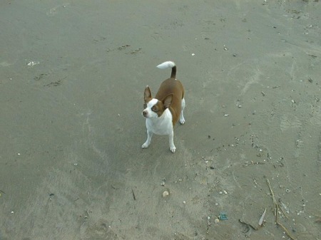 My dog on Galveston Island