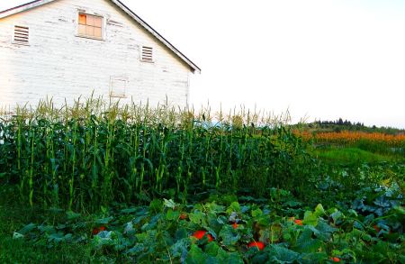 Rich Farmlands in Edison WA