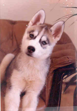Kiska--puppy