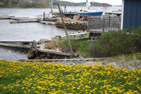 Dandelions in Mahone Bay near Halifax, Nova Sc