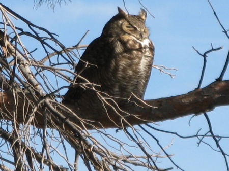 reat Horned Owl in our backyard