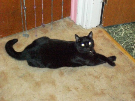 Our cat, Shadow at 4 yrs. old