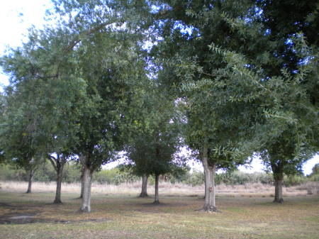 My Oak trees