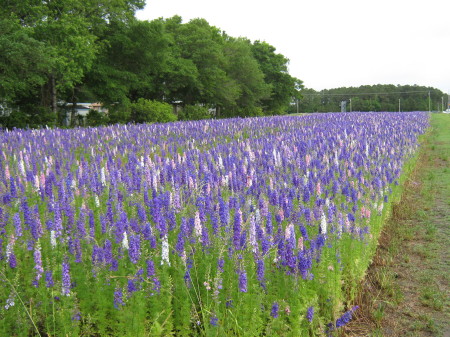 Wild Flowers at Bridge to Emerald Isle