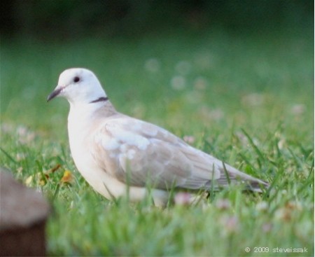 Our Ringed Neck Turtle Dove