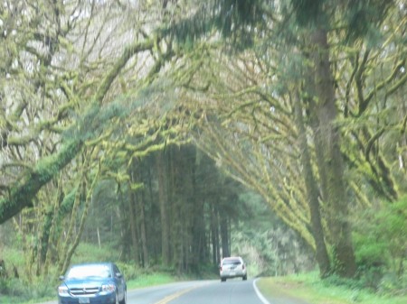 Oak tree tunnel