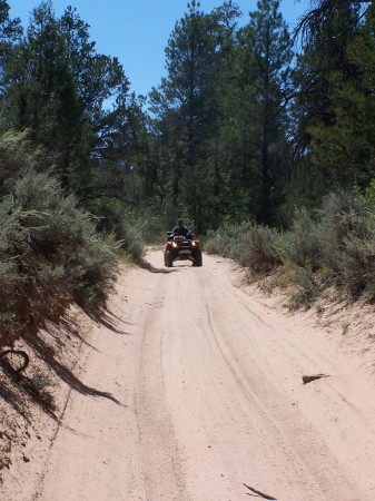 ATVing in the trees