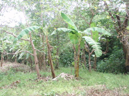 Banana Farm