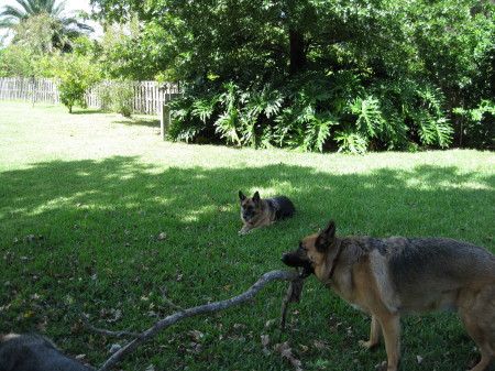 Gera and Bear playing with large tree limb