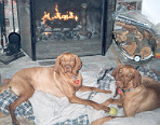 Daisy & Phoebe by the fire