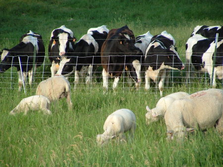 Sheep meet Cows!