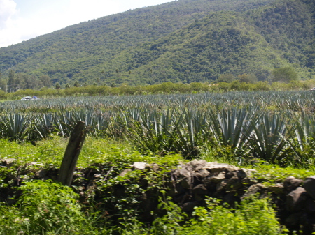 Tequilla plants