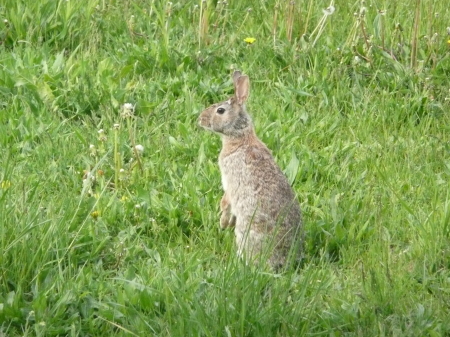 Rabbit