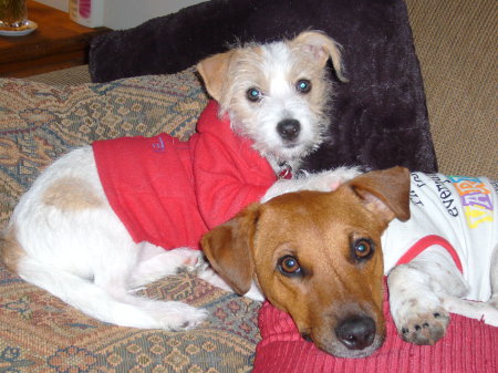 Two Jack Russells & a Calico Kitty (no Pix)