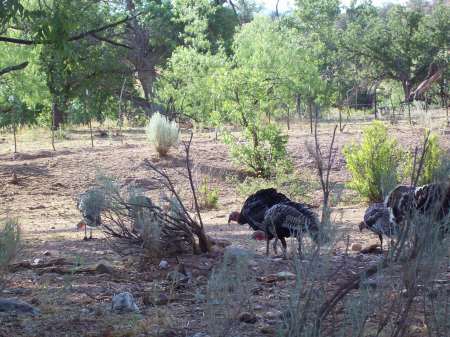 wild turkeys in our yard