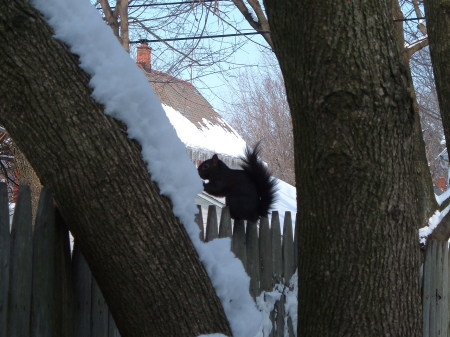 squirrel "Blackie"